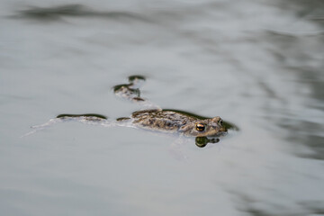 frog swimming in a pond