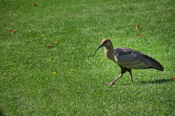 Close-up view of a buff-necked ibis on a green grass, Patagonia, Argentina