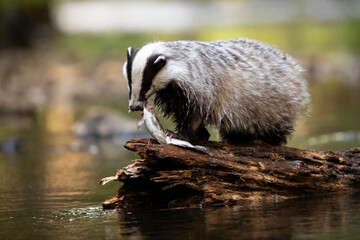 Badger in forest. Wild animal. Hunter. © Ondrej