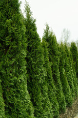 Row of green thuja trees in garden. Landscape design. White cloudy sky.