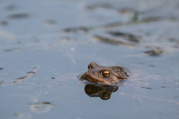 frog swimming in a pond