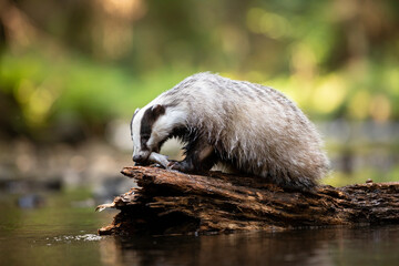 Badger in forest. Wild animal. Hunter. © Ondrej