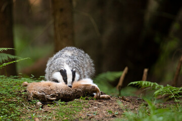 Badger in forest. Wild animal. Hunter. © Ondrej