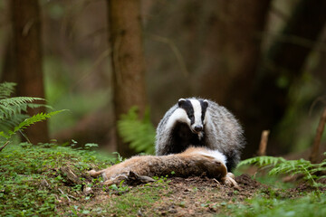 Badger in forest. Wild animal. Hunter. © Ondrej