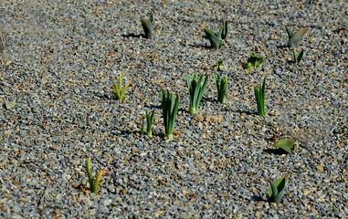 planting perennial beds with bulbs just after planting. fine gravel is used instead of wood chips....