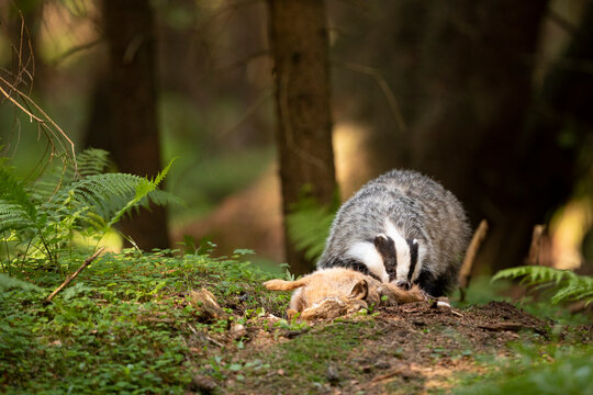 Badger in forest. Wild animal. Hunter.
