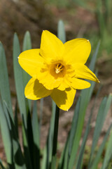 Obraz premium Yellow daffodill Greasby Wirral March 2021