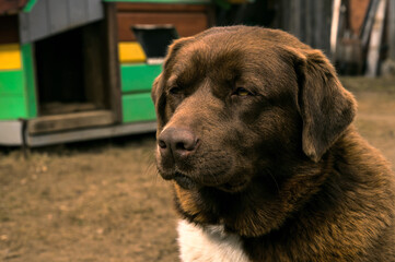 Portrait of a large brown dog on a chain guarding the house. Doghouse on background.