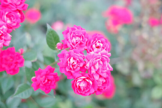 ピンクの花 © Takuya Okino