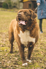 Obraz premium Portrait of a large brown happy dog. Girl holding leash on background. Walking with the dog. Early spring. Cloudy sky.