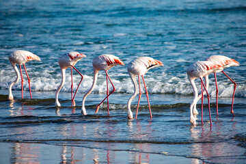Flamingos on the shore in Namibia