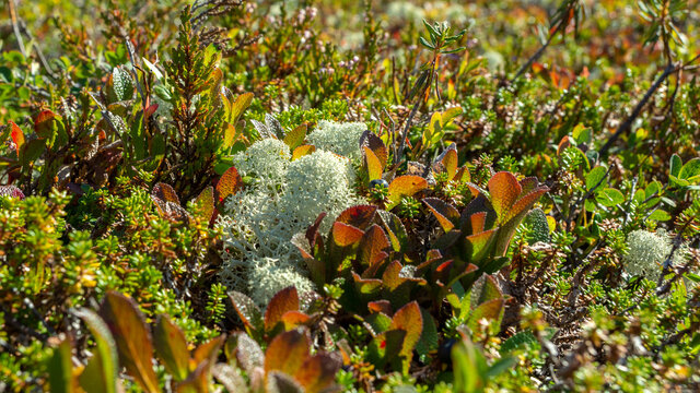 Bright autumn vegetation of the nature of the north and Arctic, tundra. Autumn background of various mosses of bright colors. Close-up of foliage and yagel. Low depth of field. Blurred background.