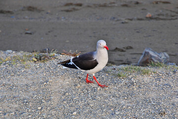 The gull in Ushuaia city on Tierra del Fuego, Argentina