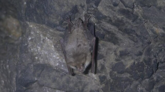 Lesser mouse-eared bat (Myotis blythii) in an artificial cave, North Caucasus, wintertime. Males of this species hibernate singly