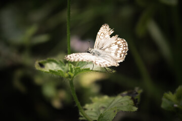 white butterfly on a flower