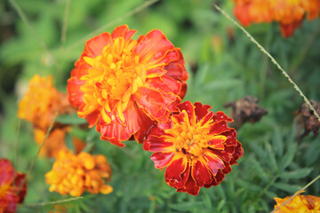 orange and red flower in the garden