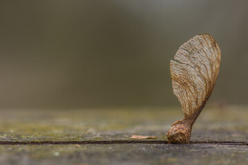 maple seed in the gap from a tree in the forest