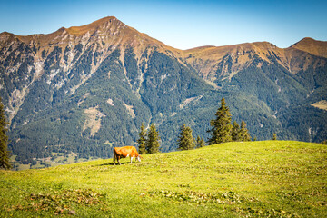 Fototapeta na wymiar autumn in the mountains, austrian alps, stubnerkogel, salzburg, bad gastein