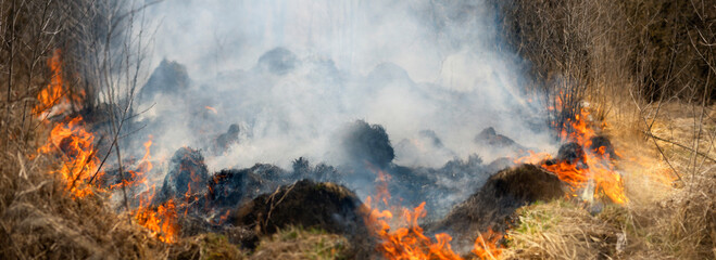 Fire burns grass and forest