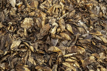 Wet autumn leaves