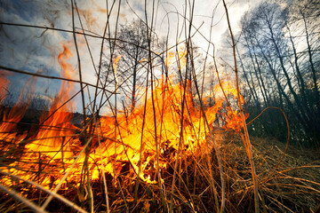 Fire burns grass and forest