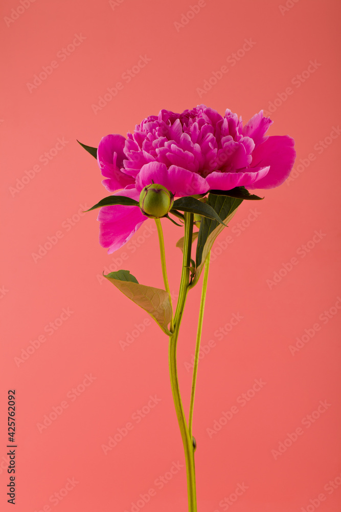 Poster pink flowers of peonies isolated on a pink background close up.