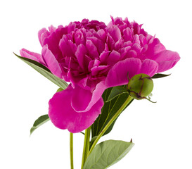 Pink peony flowers isolated on white background close-up.