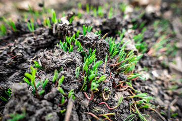 Natural background with green grass sprouts on cracked soil