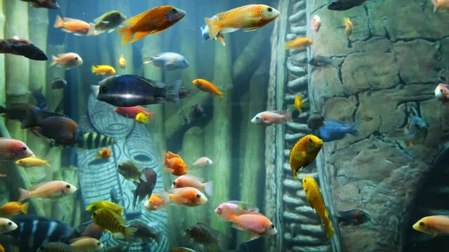 Tropical colorful fish on a coral reef.