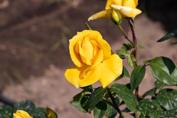 Yellow rose, Rosa genus.