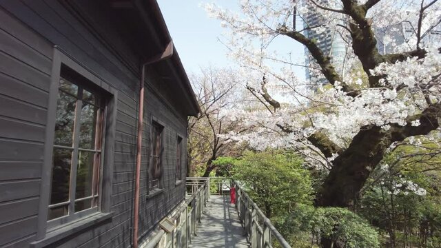 東京都港区乃木坂の街並みに咲く満開の桜