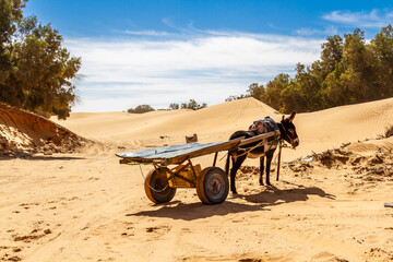 A donkey with an empty cart waiting in the oasis. Ksar Ghilane, Sahara desert, Tunisia, North...
