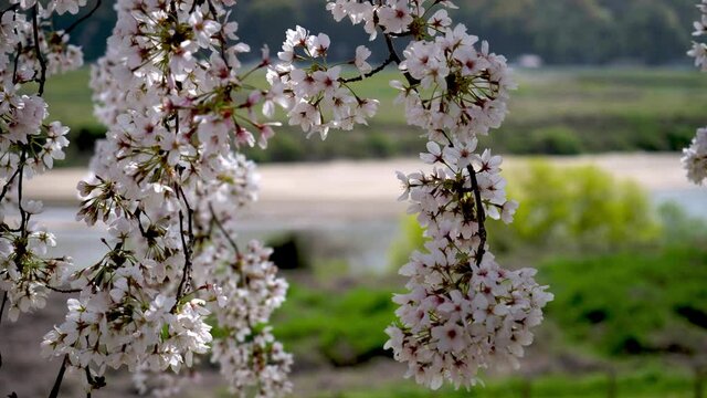 京都府八幡市背割堤の桜アップイメージ