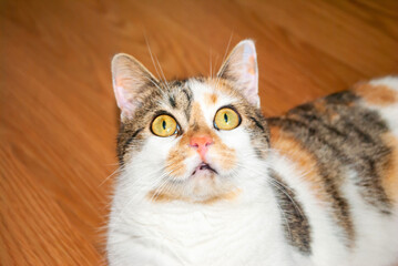 Portrait of scared calico cat looking up. Tortoiseshell kitten funny fear face - obrazy, fototapety, plakaty