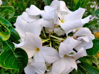 Obraz premium white orchid flower