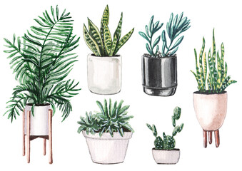 Set of the hand drawn home plants in the pots.