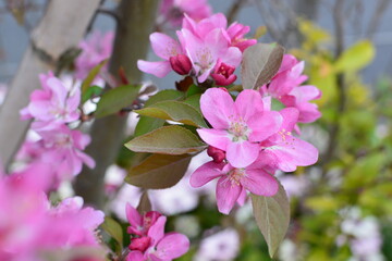 Obraz premium 木に咲くピンクの花