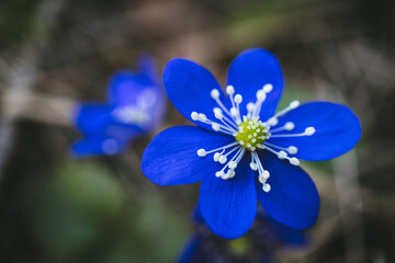 Sinilill (Blue flower)