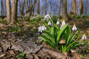 Beautiful snowdrops in spring forest