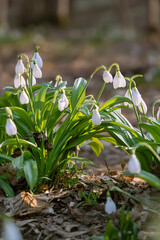 Beautiful snowdrops in spring forest