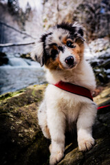 Adorable Australian Shepherd puppy on mountains adventure.