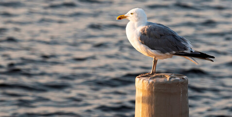 Profile of a seagull standing on a pylon admiring the sun rising in the morning