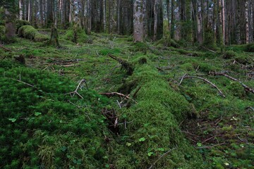 八ヶ岳の風景。　赤岳登山。　　八ヶ岳の麓付は大地が苔で覆われている。