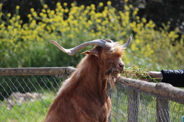 Lobo en cautividad en plena naturaleza , lobo iberico , europeo y de la tundra 