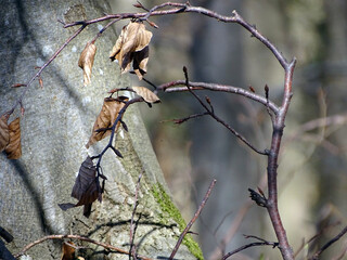 bird on tree