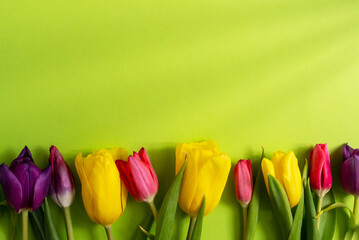 Multicolored tulips on a light green background. Copy space. Spring and holiday concept.