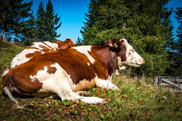 Fototapeta na wymiar cows on mountain pasture, austrian alps, gastein