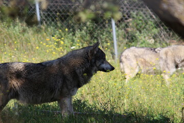 Lobo en cautividad en plena naturaleza , lobo iberico , europeo y de la tundra 