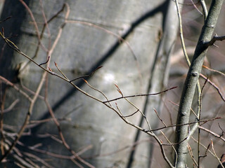 branches of a tree