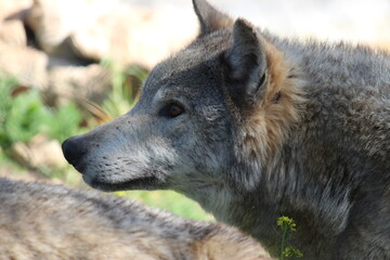 Lobo en cautividad en plena naturaleza , lobo iberico , europeo y de la tundra 